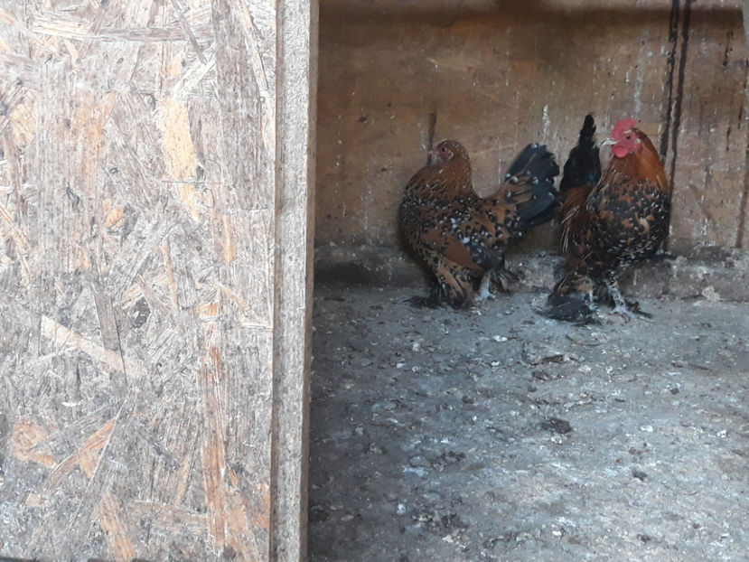  - Mii de fori portelan