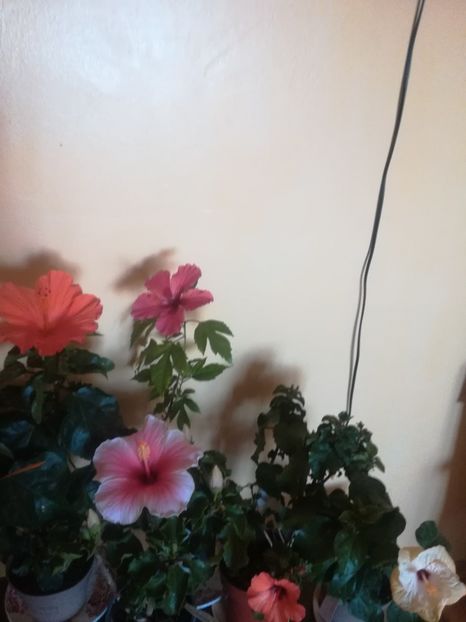  - Hibiscus 2021