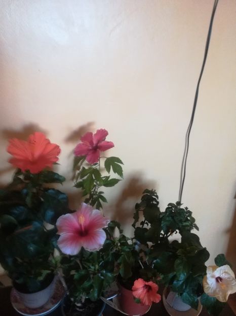  - Hibiscus 2021