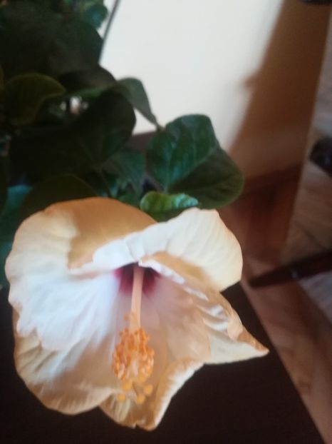 Veneția White - Hibiscus 2021