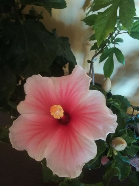 Geisha - Hibiscus 2021