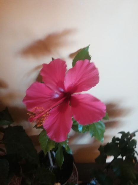 Ruby Rose - Hibiscus 2021