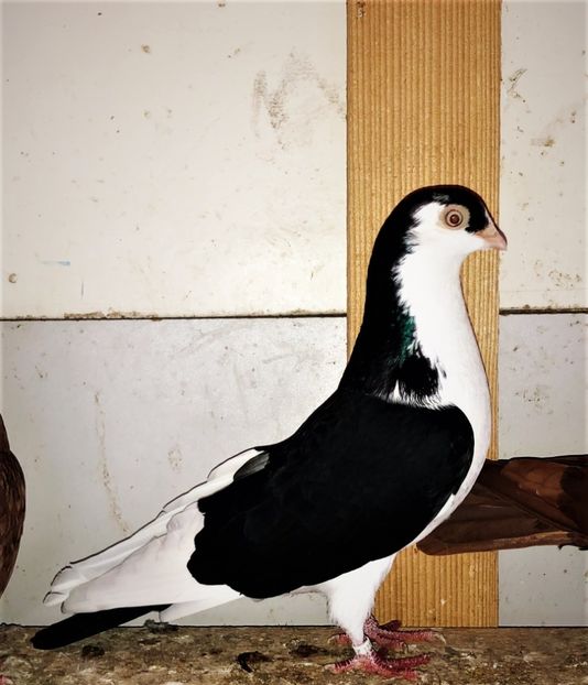 12220  femelă  2021_1 - tineret 2021