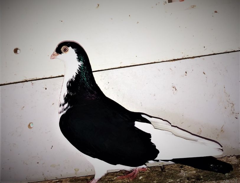 12220  femelă  2021_2 - tineret 2021