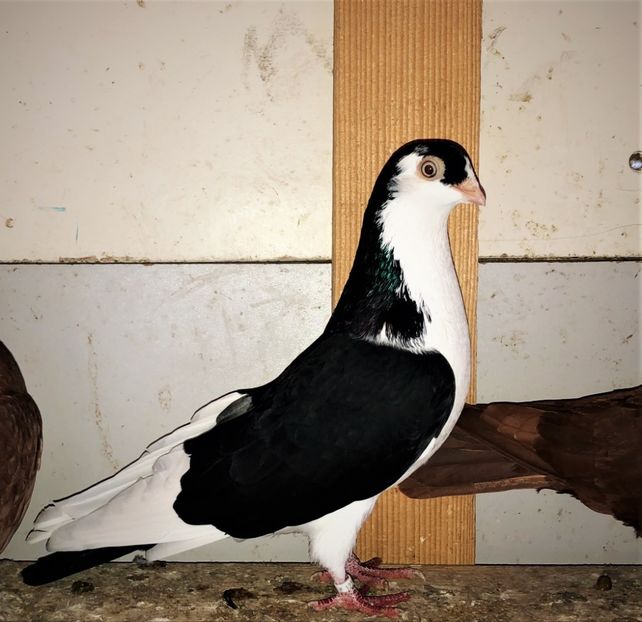 12220  femelă  2021_3 - tineret 2021