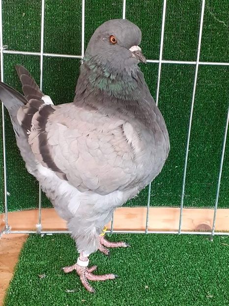 received_579223183405752 - KINGI PUI 2021