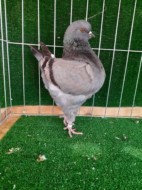 received_566653424642604 - KINGI PUI 2021