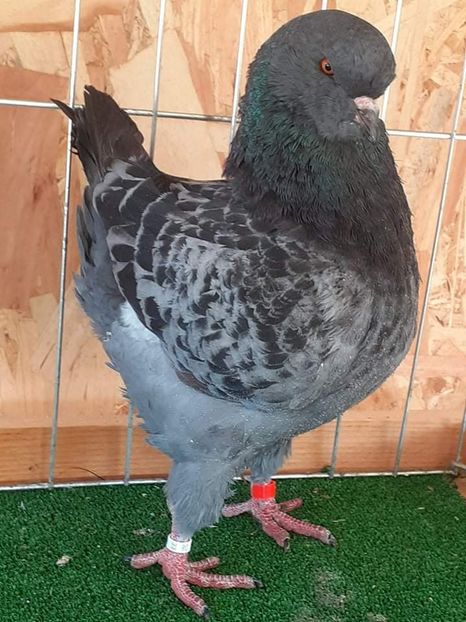 received_596664861451915 - KINGI PUI 2021