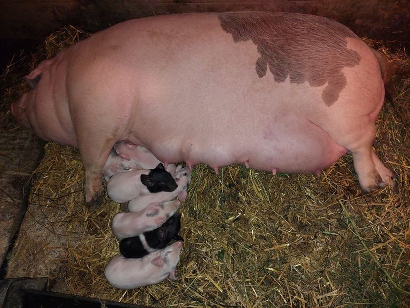 7 purcei din 21.10.2021 !! - PORCI 2021