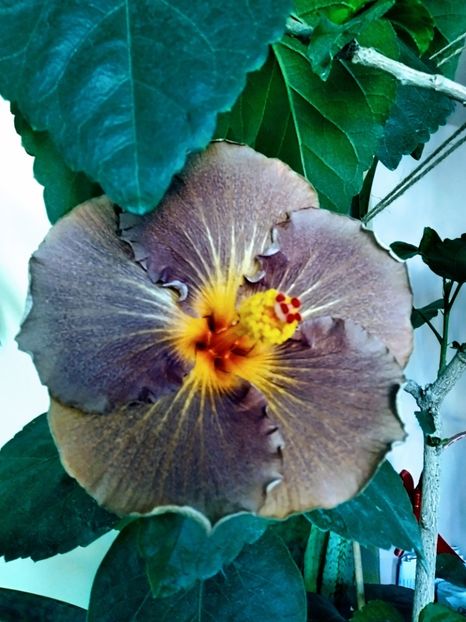  - Hibiscus Black Jack