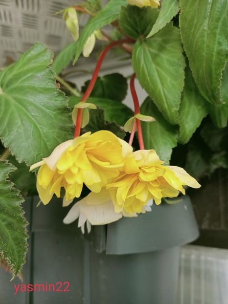  - 5-Begonia
