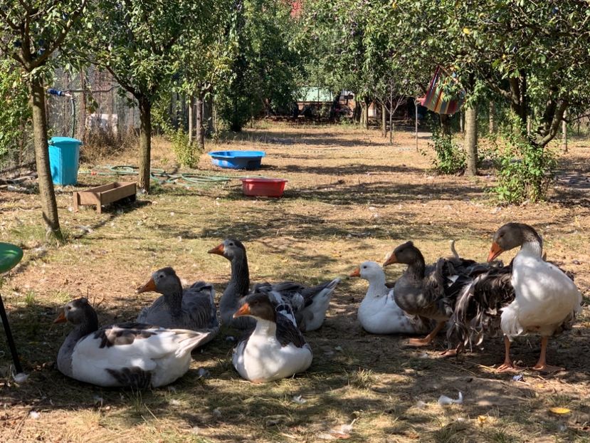  - Perechea de gaste romanesti si cei 5 bobocei