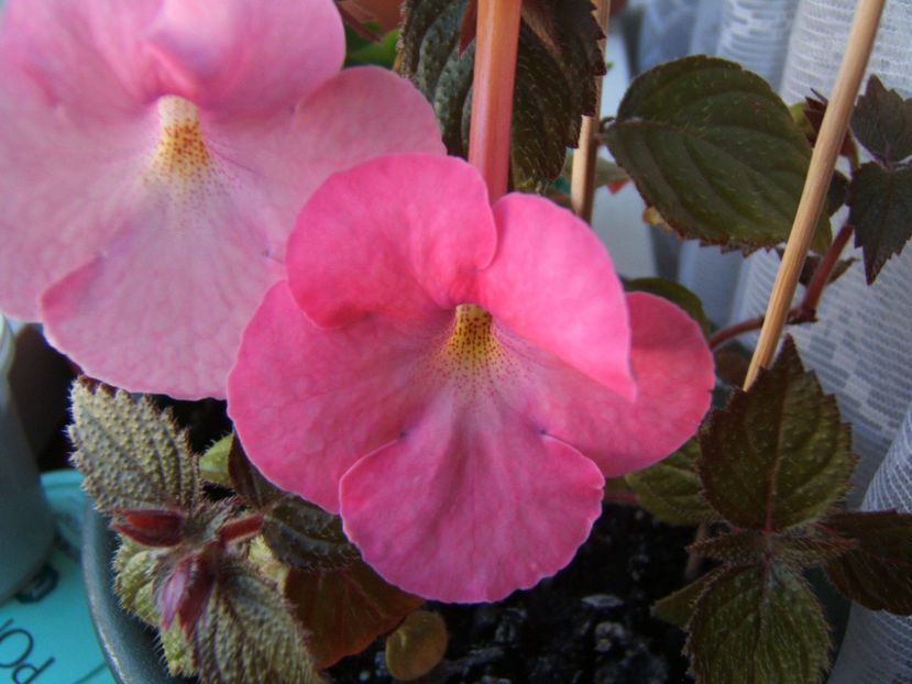 Simbirochka - Achimenes flori