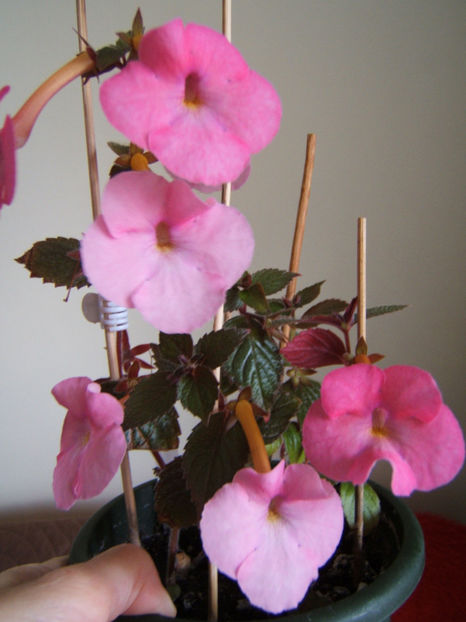 Simbirochka - Achimenes flori