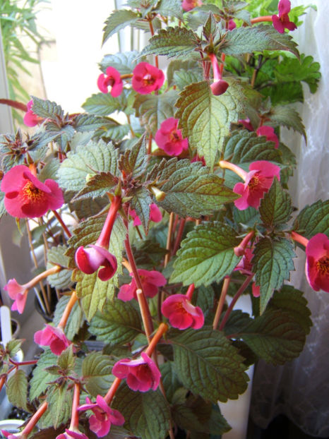 Dale Martens - Achimenes flori