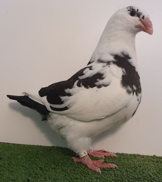 Fem 2021 seria 4 cafenie - Pui 2021