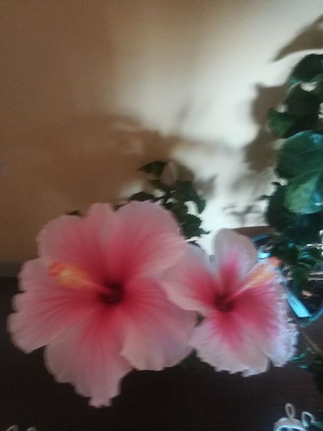 Geisha - Hibiscus 2021
