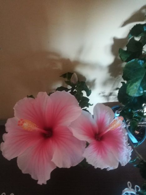  - Hibiscus 2021