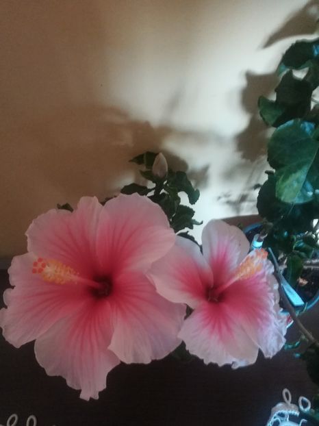 - Hibiscus 2021