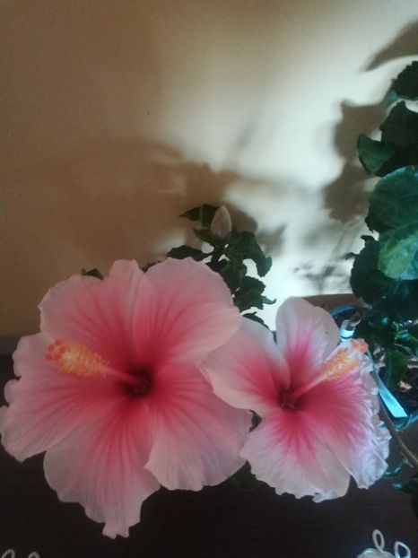  - Hibiscus 2021