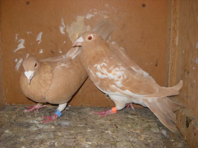  - UNDEVA IN SUCEAVA arhiva