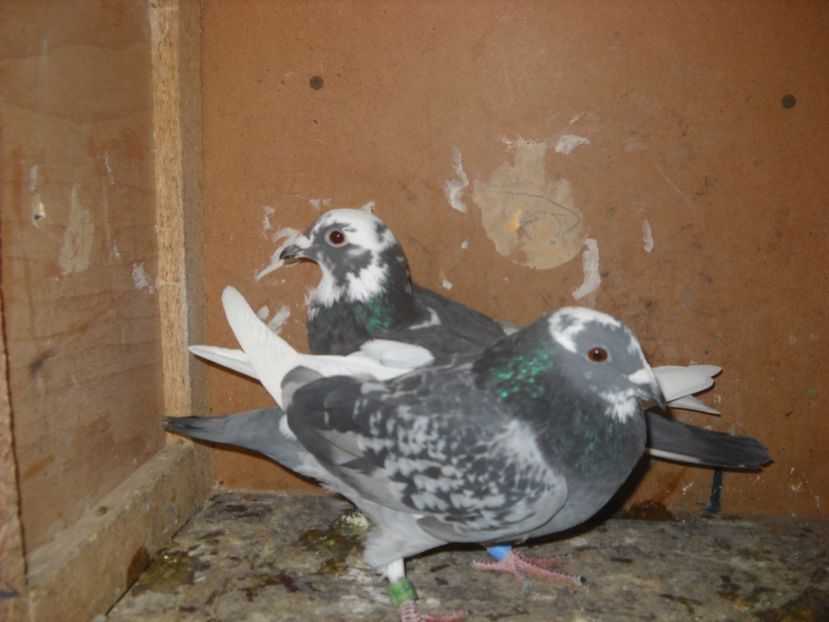 19 - UNDEVA IN SUCEAVA arhiva