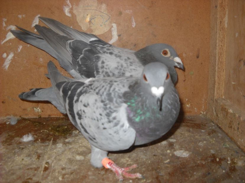 32 - PORUMBEI VANDUTI 2