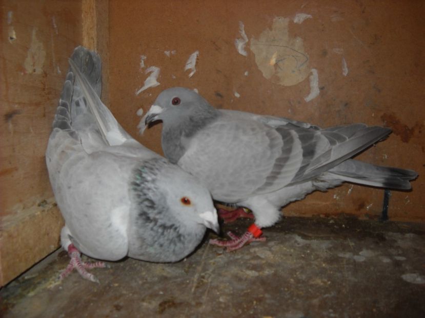 8 - UNDEVA IN SUCEAVA arhiva