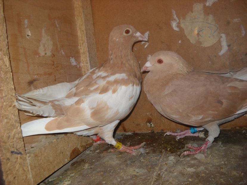 23 - UNDEVA IN SUCEAVA arhiva