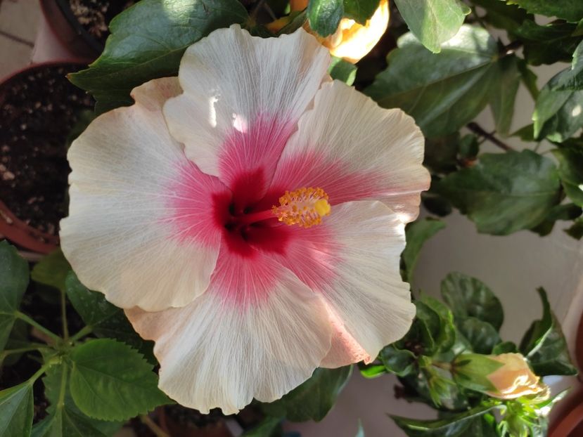  - Hibiscus 4