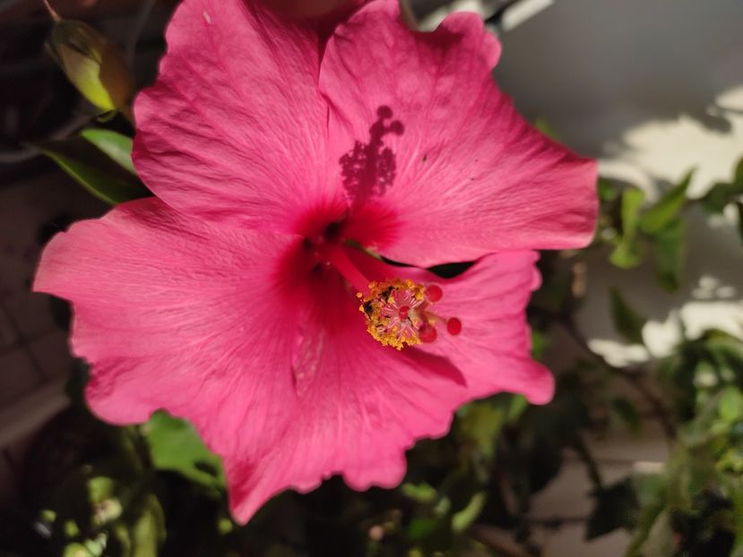  - Hibiscus 4