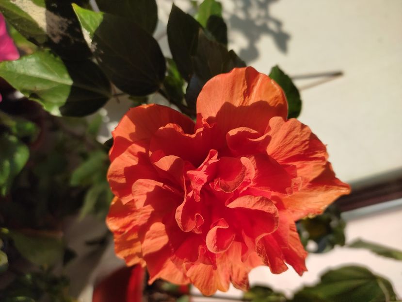  - Hibiscus 4