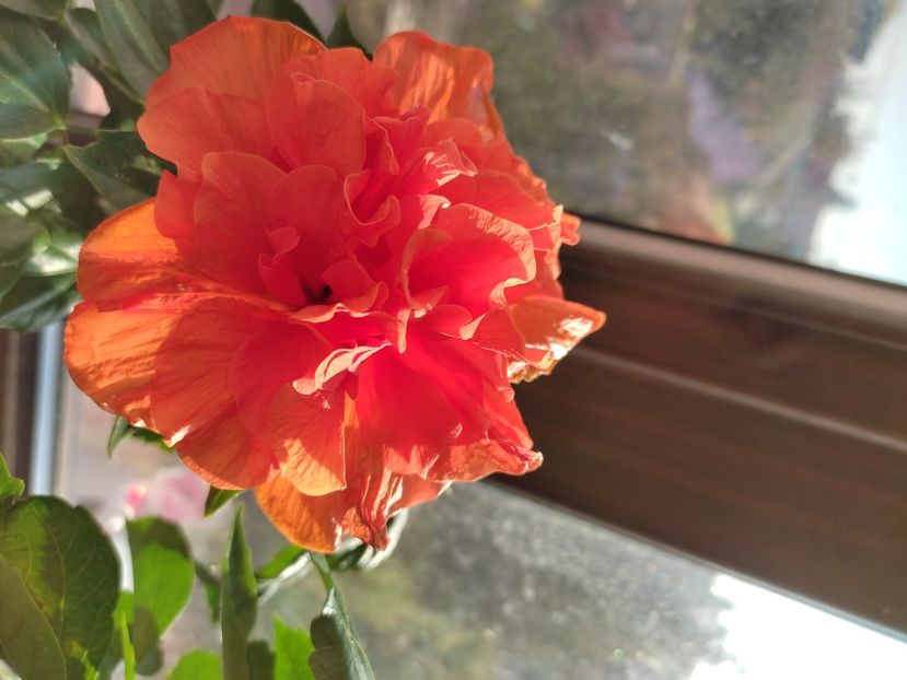  - Hibiscus 4
