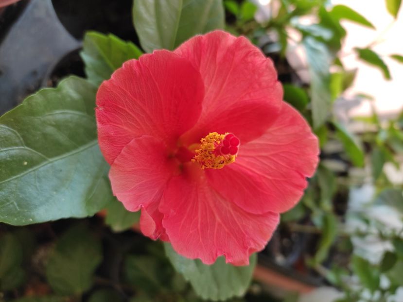  - Hibiscus 4