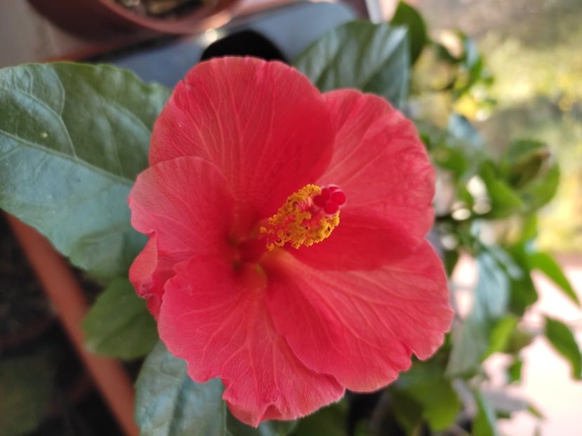  - Hibiscus 4