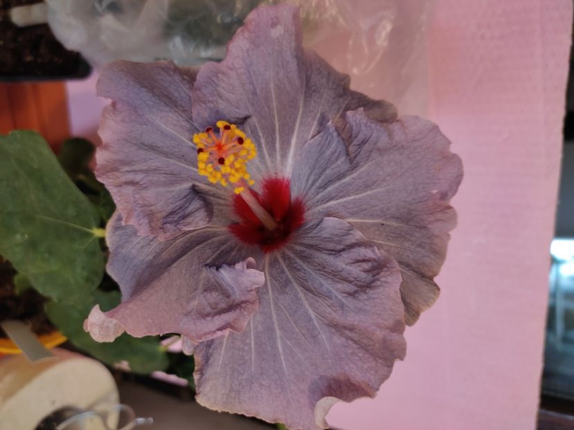  - Hibiscus 4