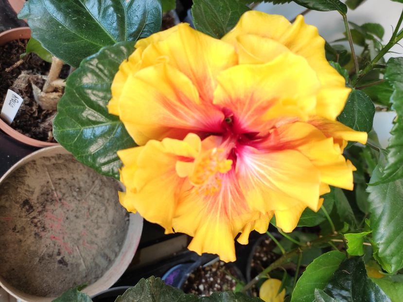  - Hibiscus 4