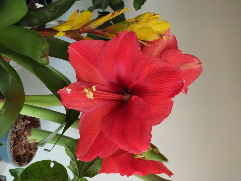  - Hibiscus 4