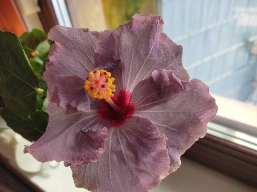  - Hibiscus 4