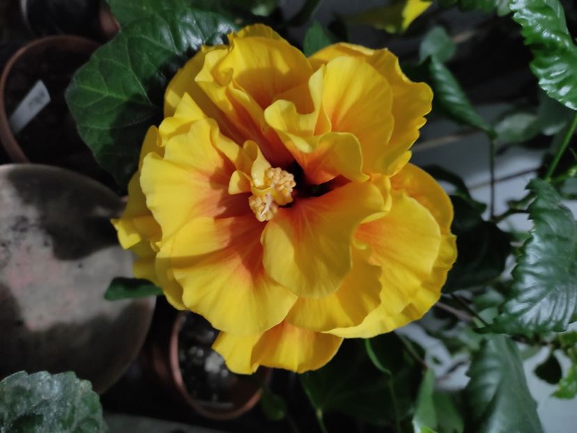 - Hibiscus 4