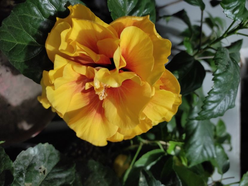  - Hibiscus 4