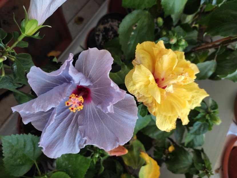  - Hibiscus 4