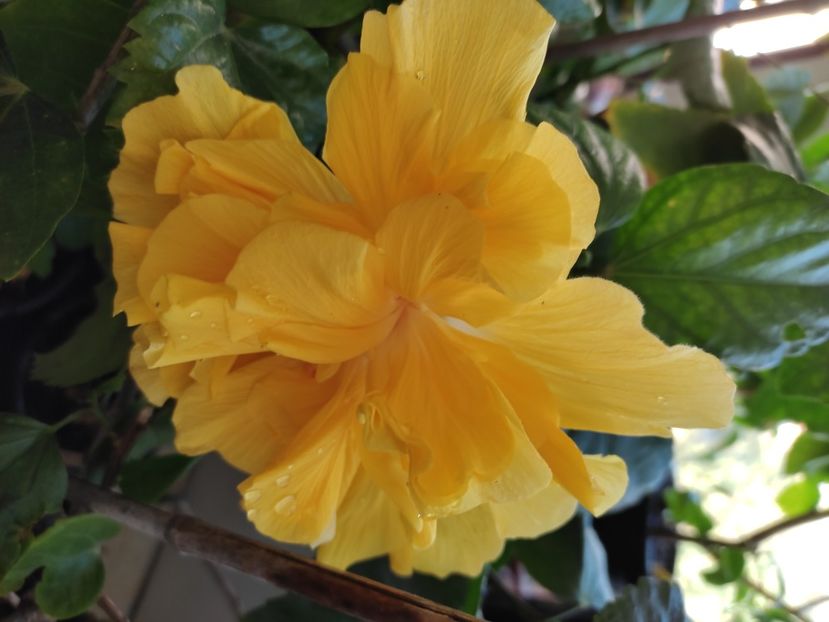 - Hibiscus 4