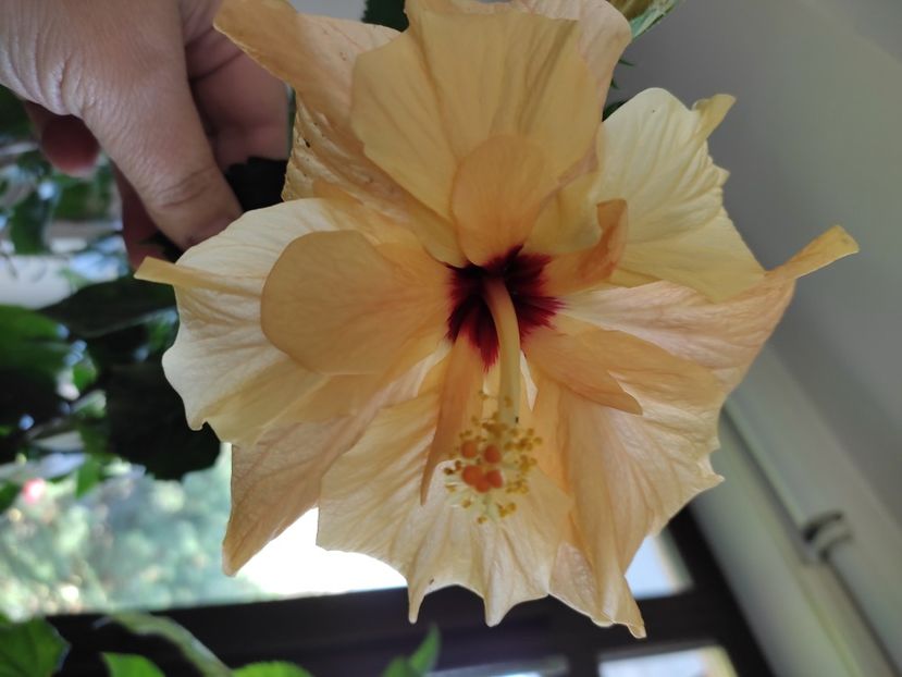  - Hibiscus 4