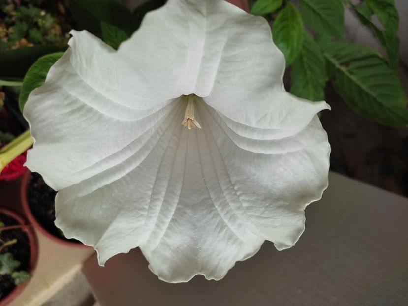  - Hibiscus 4