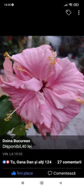 Screenshot_2021-10-24-14-35-42-626_com.facebook.katana - Hibiscus 4