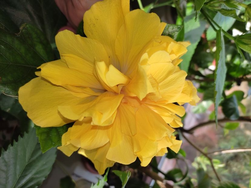  - Hibiscus 4