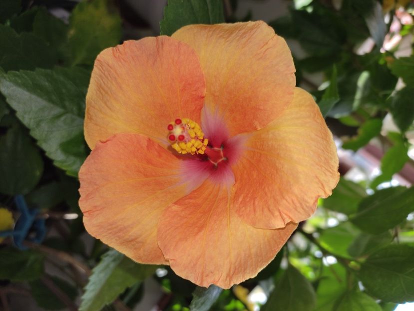  - Hibiscus 4
