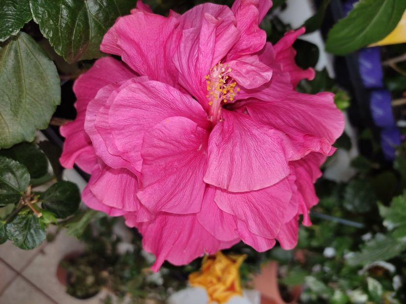  - Hibiscus 4
