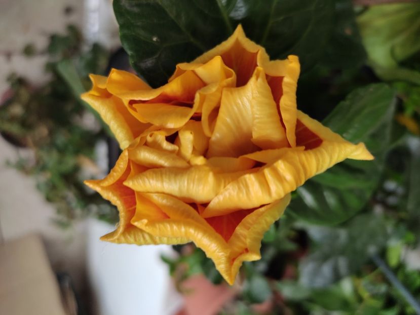  - Hibiscus 4